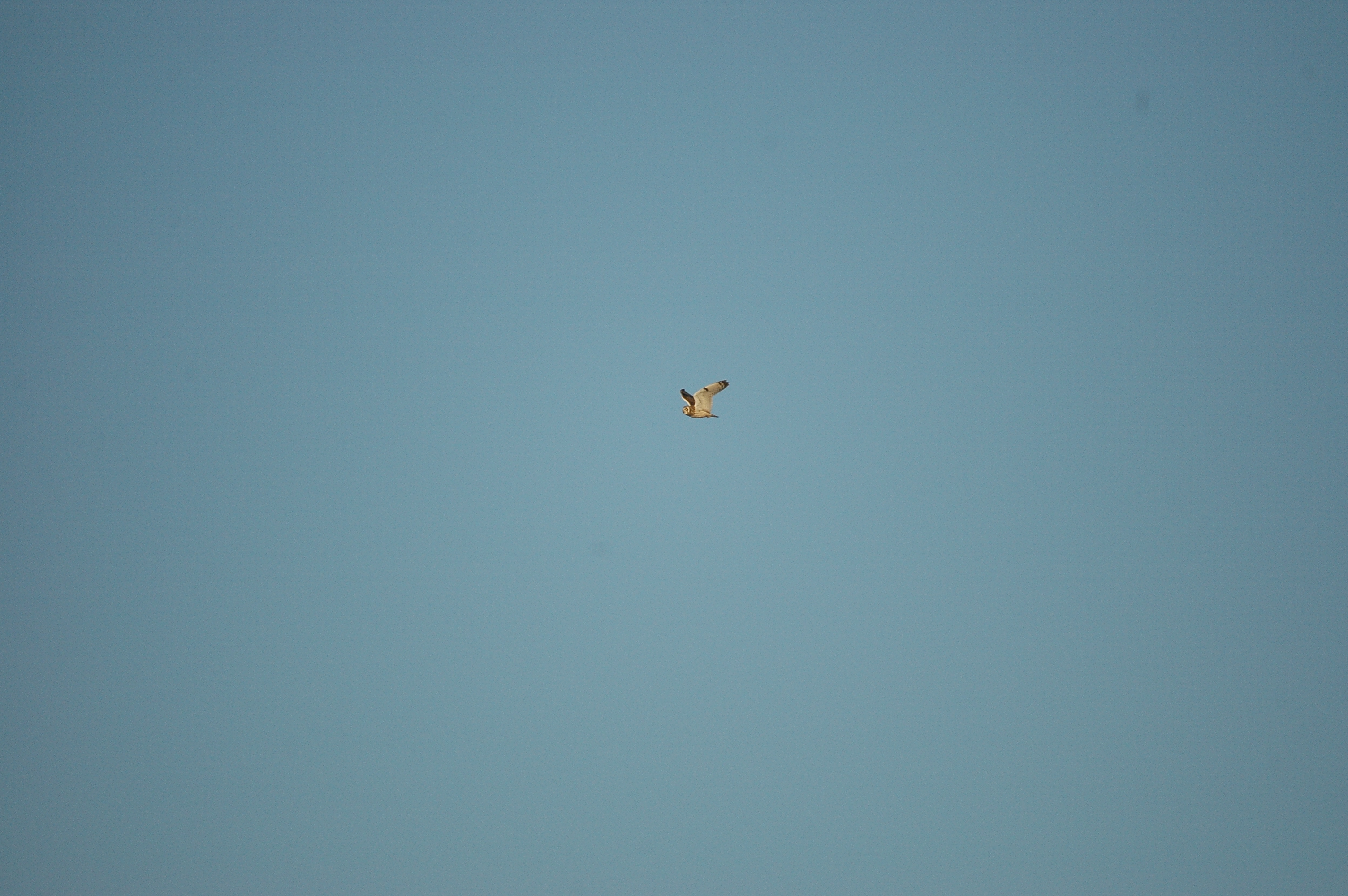 photos/wildlife/Bird_Species/085-Typical_Owls/2826-Short-eared Owl/DSC_4755.JPG